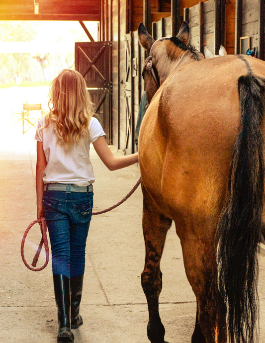 CBD and Equine Stress: Helping Horses Stay Calm, Naturally