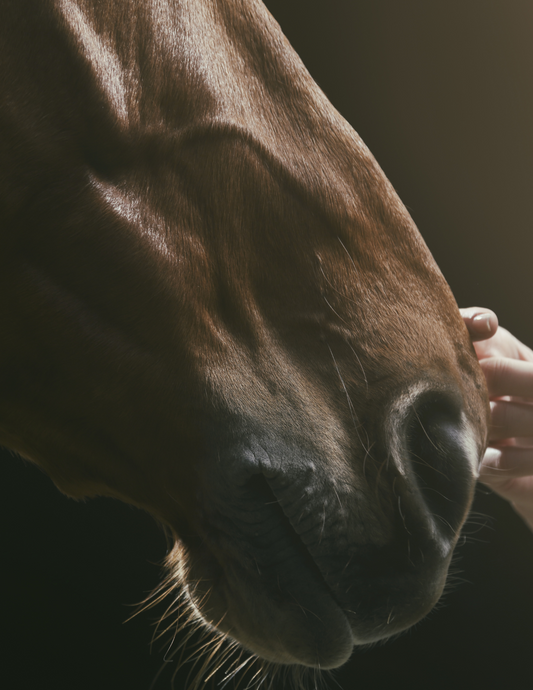 The Science Behind CBD and the Equine Endocannabinoid System