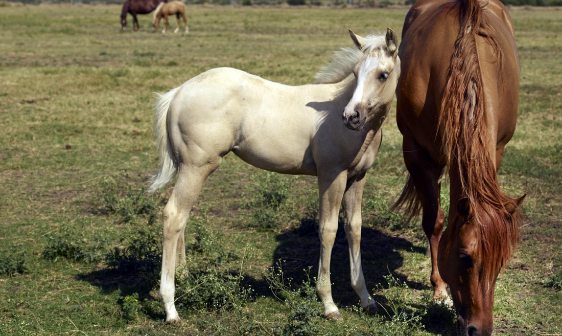 Why choose Water Soluble CBD for your horse?