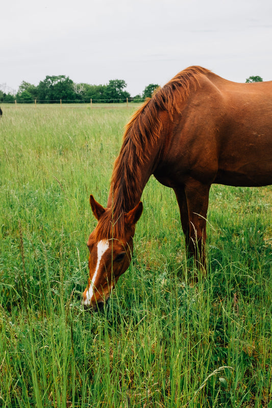 5 Signs Your Horse Might Benefit from CBD